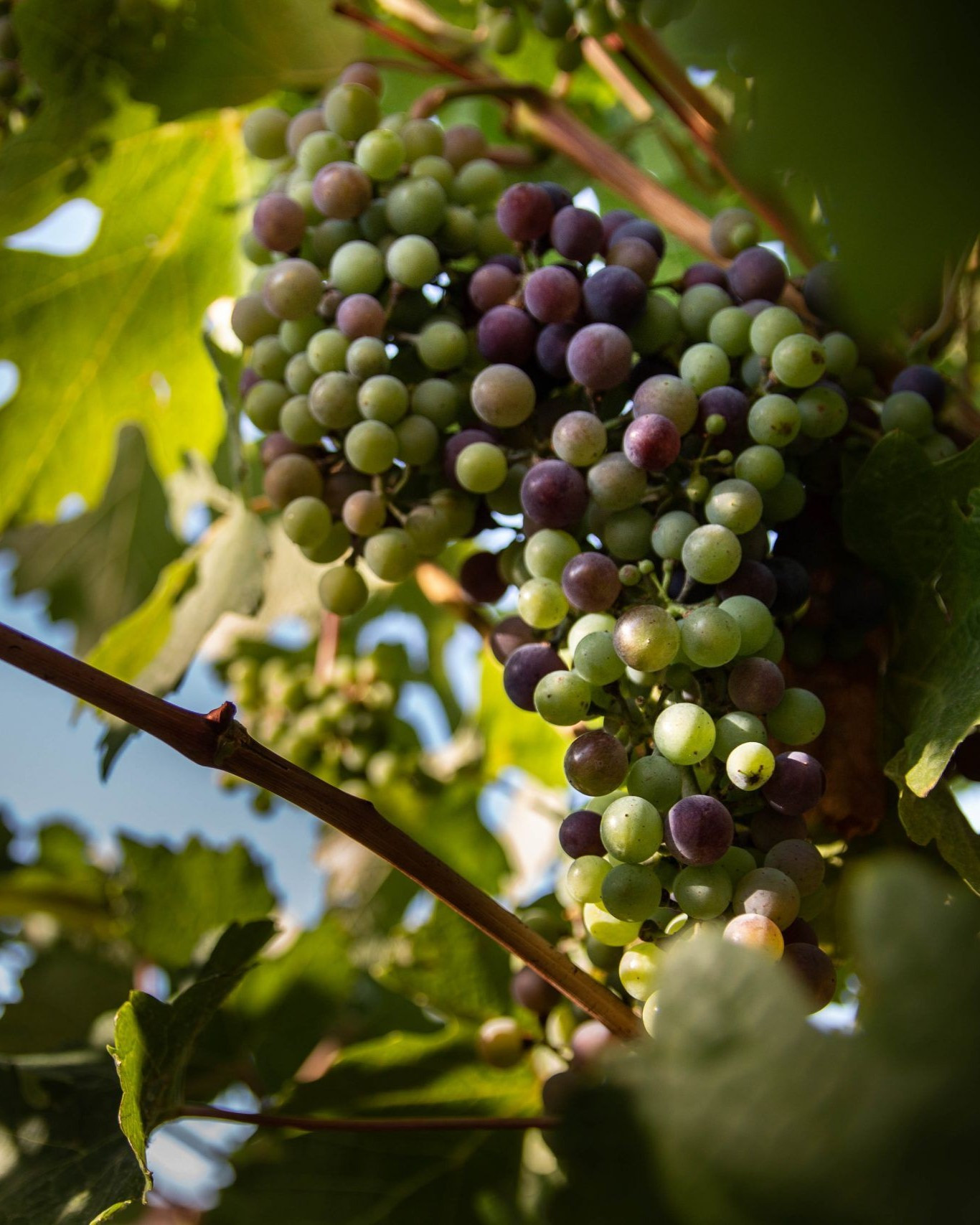 Grapes and vines in Cuenca, Spain. 